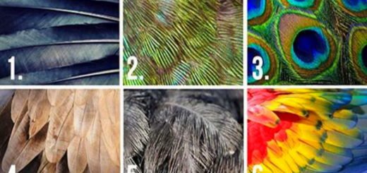 Pick A Feather And It Will Reveal Some Hidden Traits Of Your Personality
