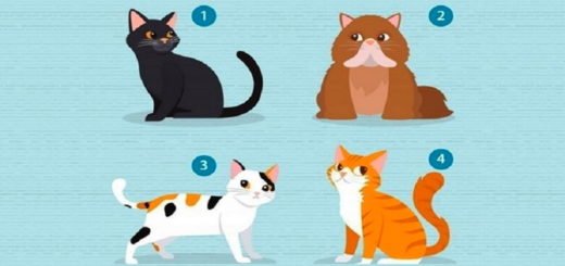 The Kitten You Choose Will Tell You What You Need in a Relationship