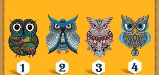 The Owl You Choose Will Tell You Something New About Your Character