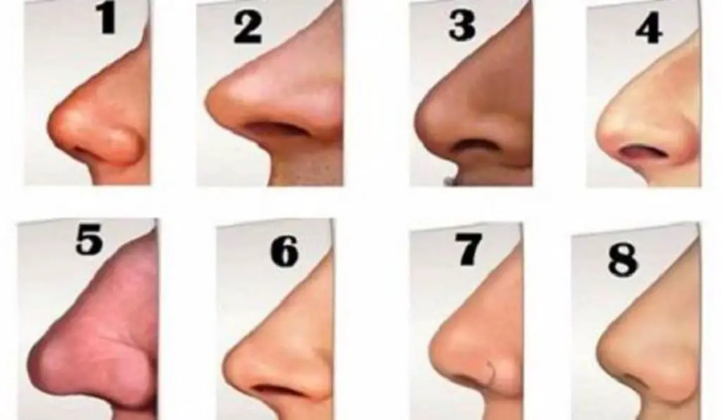 14 different nose shapes