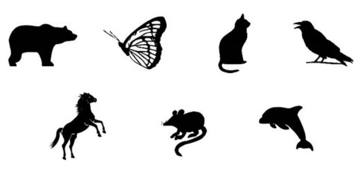 Which Animal Would You Like to Transform Into Find Out What is Hidden in Your Psyche