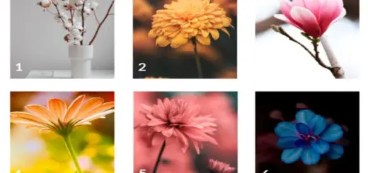 Choose a Flower and Find Out What Your Inner Voice Wants to Tell You