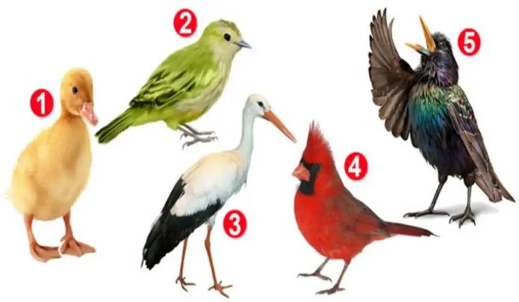 Choose a Bird and Discover Something Interesting About Your Personality