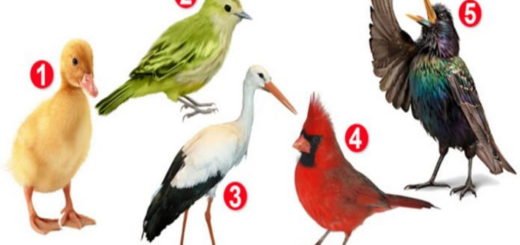 Choose a Bird and Discover Something Interesting About Your Personality