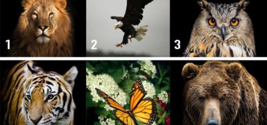Take This Test and Discover Which Animal Most Resembles Your Personality