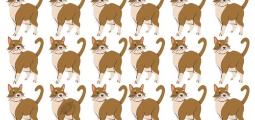 Test Your Analytical Skills - Find the Different Cats in These Pictures