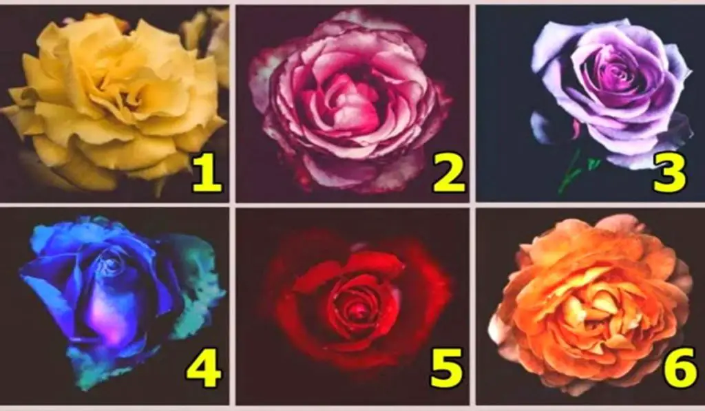 Who Am I Really In The Inside? Choose a Rose to Discover More About Your Character