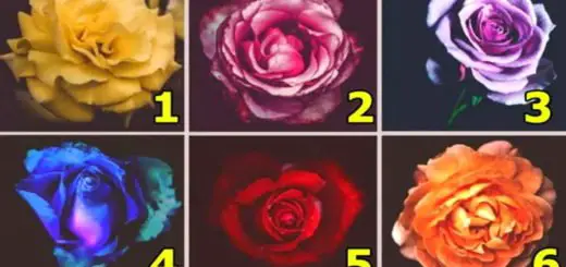 Who Am I Really In The Inside? Choose a Rose to Discover More About Your Character
