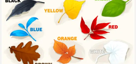 Eight Autumn Leaves That Help People Understand Their Personality Better