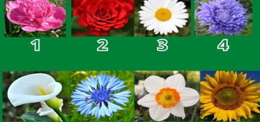 Discover Your Strengths by Choosing a Flower You Like Most