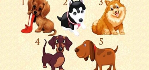 Make a Wish, Choose a Puppy and Find Out When It Will Come True