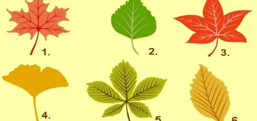 Pick an Autumn Leaf and Find Out How It Defines Your Personality
