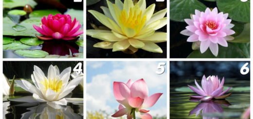 The Lotus of Your Choice Carries The Message Of Wisdom You Need In This Moment of Your Life