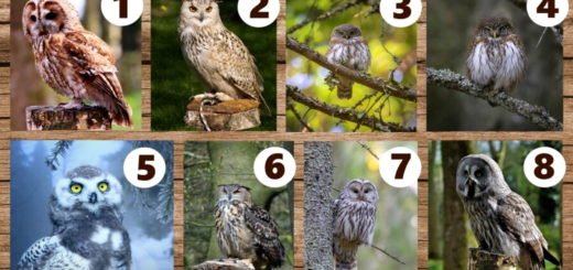 Choose Your Favorite Owl and Receive a Wise Advice For a Better Life