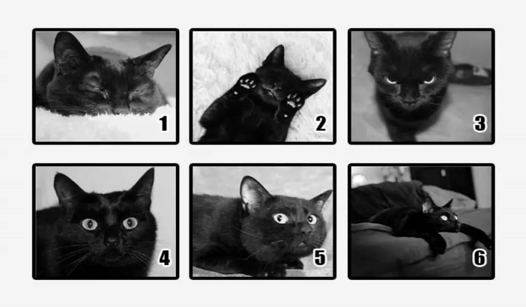 Choose a Cat That You Like Most, And Discover What You Should Fear In The Near Future