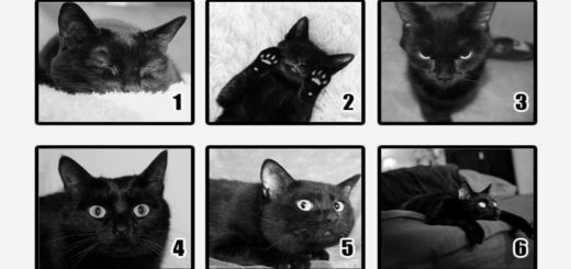 Choose a Cat That You Like Most, And Discover What You Should Fear In The Near Future