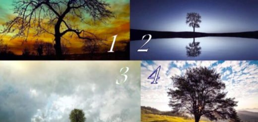 Choose a Magical Tree And Find Out What Awaits You Tomorrow