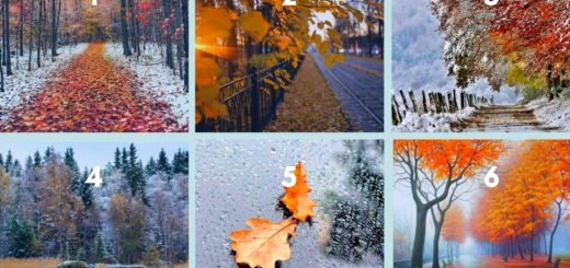Choose a Photo And Find Out What The Outgoing Autumn Will Be Like For You