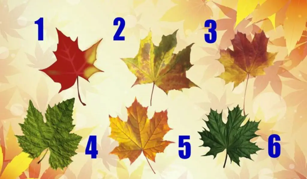 Choose an Autumn Leaf and Find Out What Advice Fate Has Prepared For You