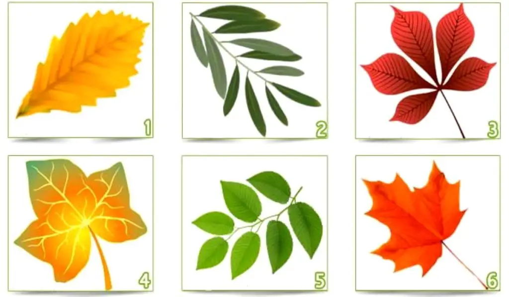 Discover Hidden Aspects of Your Personality by Choosing a Colored Leaf