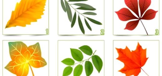 Discover Hidden Aspects of Your Personality by Choosing a Colored Leaf