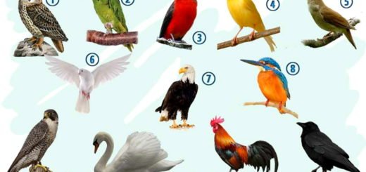 Discover What Does The Bird Of Your Birth Month Reveals About Your Personality