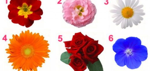 Discover the Secrets of Your femininity and Character Traits - Choose a Flower