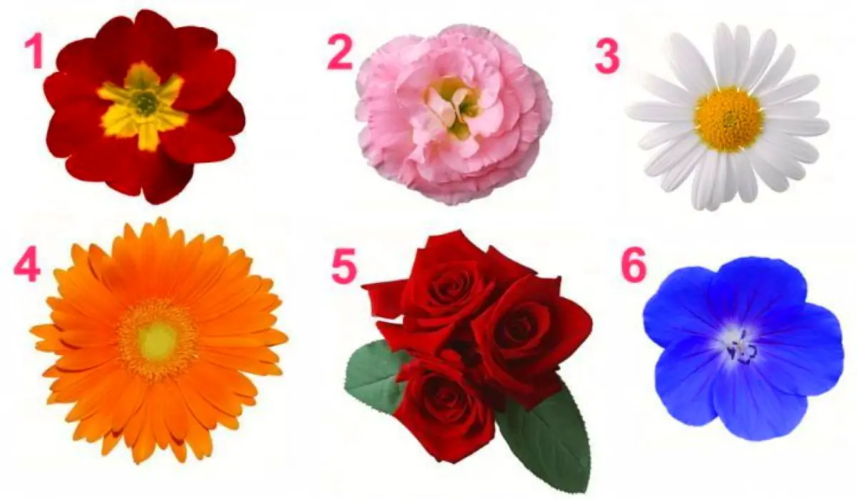 Discover the Secrets of Your Femininity and Character Traits Choose a