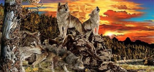 How Many Wolves Have You Seen? Discover New Things About Yourself