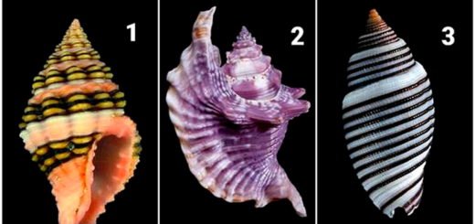 The Seashell That You Choose Will Reveal Something Interesting About Yourself