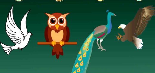 What Bird Suits Your Personality Best Discover Your True Nature