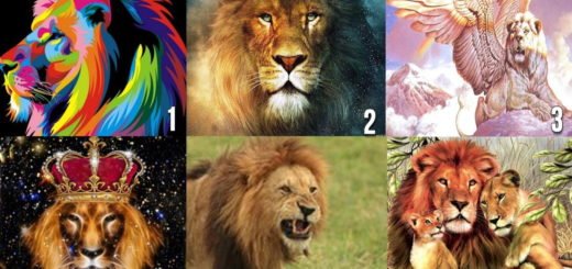 What Kind of Partner You Need in Your Life Choose a Lion to Learn More