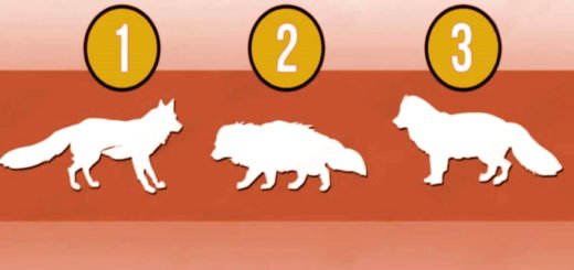 Which Is The Strongest Animal Your Answer Will Reveal What You Least Know About Yourself