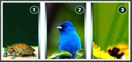 Discover Your Shamanic Energy by Choosing the Picture You Like