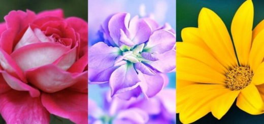 Choose The Flower You Like Best And Find Out What Makes Your Personality Unique
