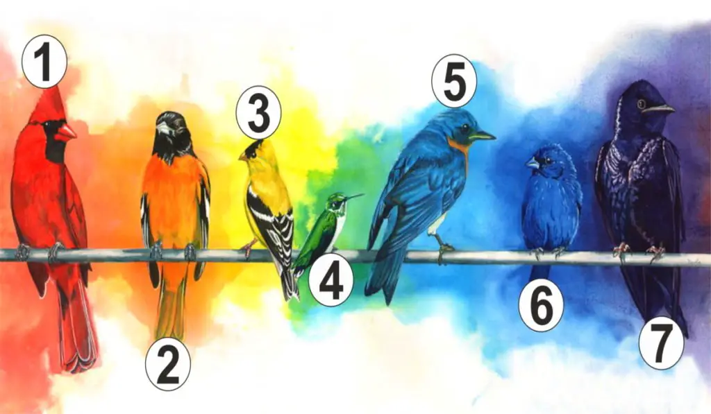 Choose a Bird And Find Out What Feeling You Are Currently Lacking In Your Life