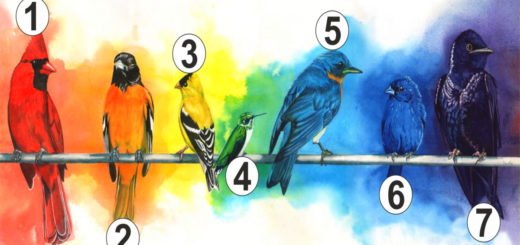 Choose a Bird And Find Out What Feeling You Are Currently Lacking In Your Life