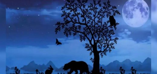 Choose an Animal And Discover The 3 Words That Define Your Character