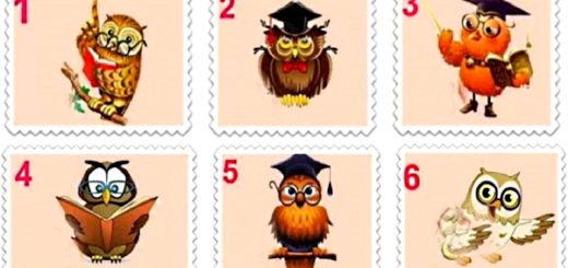 Choose an Owl to Receive a Wise Advice in Order to Improve Your Life