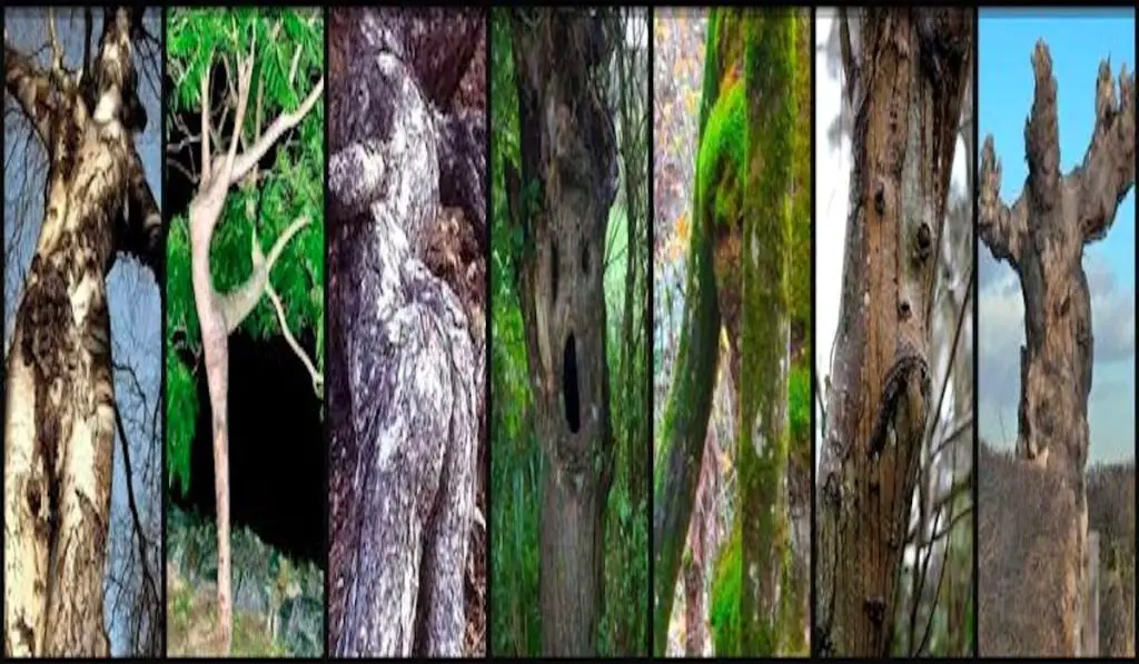 Personality Test Choose The Tree That Seems Most Human To You