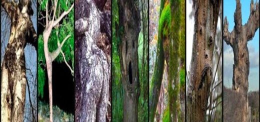 Personality Test Choose The Tree That Seems Most Human To You