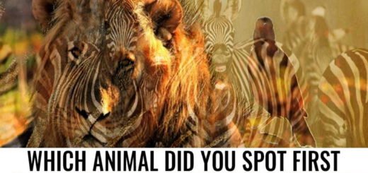 The Animal You Saw First Reveals Who You Truly Are Inside