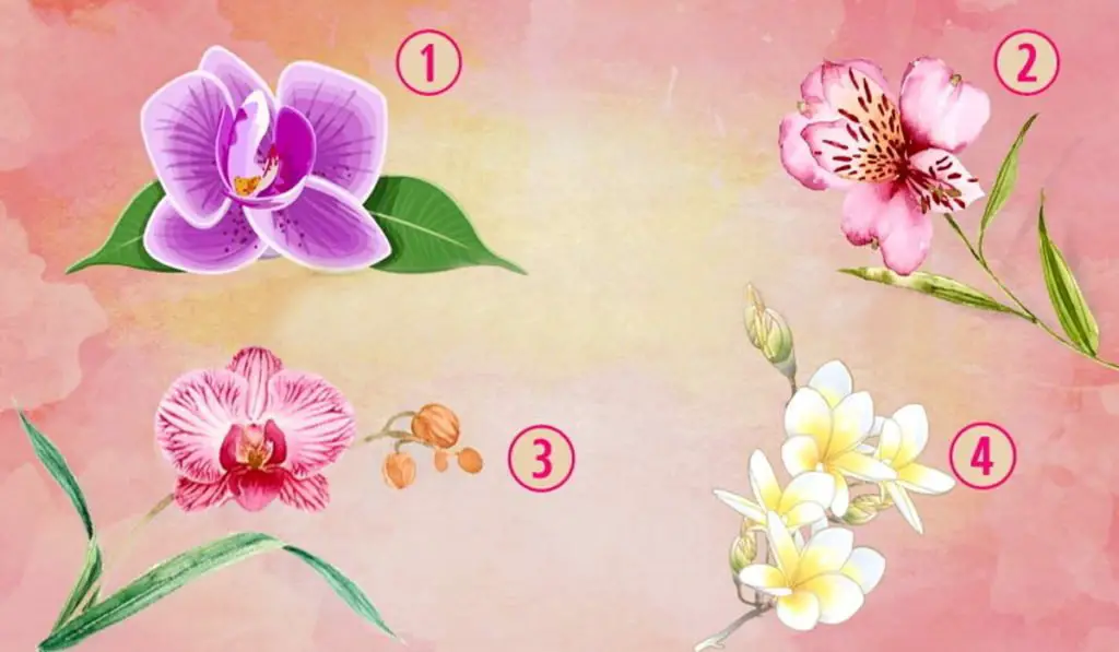 The Orchid Flower You Choose Will Reveal What Makes You Special