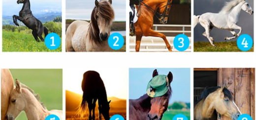 Which Horse Do You Like The Most Learn Something Interesting About Your Desires