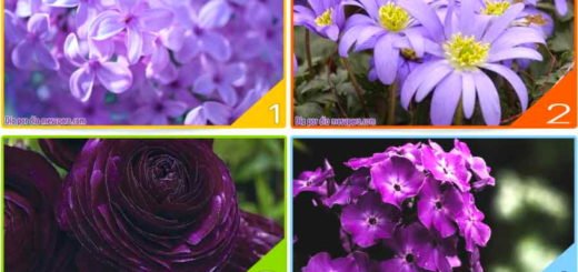 Which Shade of Purple Do You Prefer Most It Will Reveal New Things About You