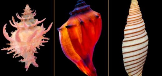 Choose a Seashell and Discover Something Interesting About Yourself