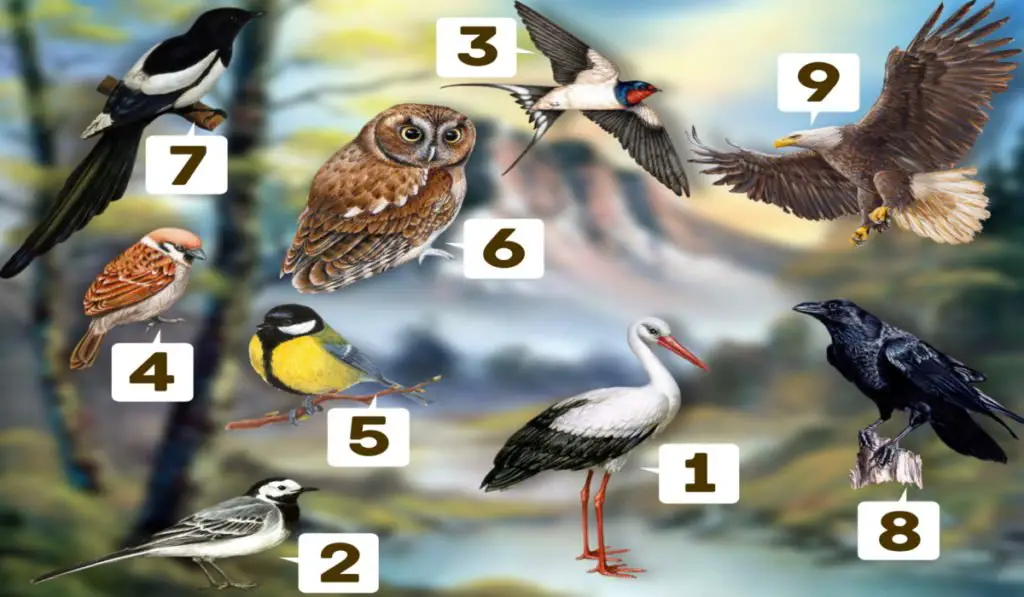 Choose a Bird You Like Most and Discover if The Meaning Of it Matches Your Character