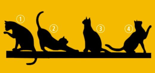 Discover What Your Purpose in Life Could Be by Choosing One of the Cats