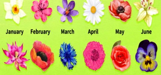 Personality Test - Discover What Is Your Birth Flower and What is Important For You