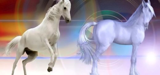 Are You Pessimistic or Optimistic Choose Your Favorite Animal & Find Out What It Says About You